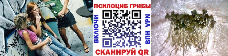 Купить где  Саки  Галлюциногенные грибы Cubensis 